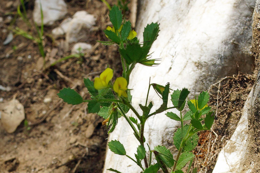 Ononis ornithopodioides/Ononide simile all''uccellina